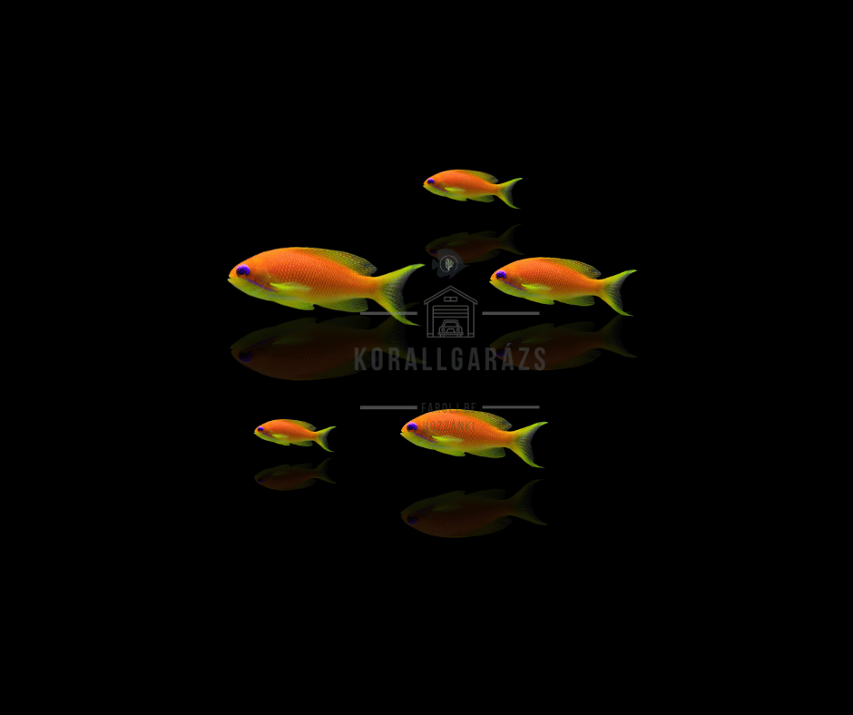 Anthias